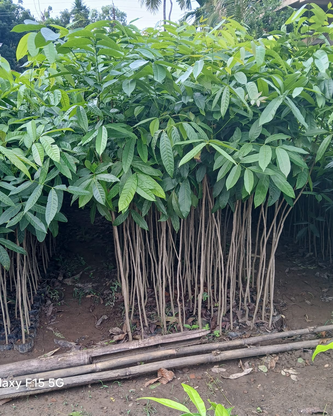 Muringa Plant